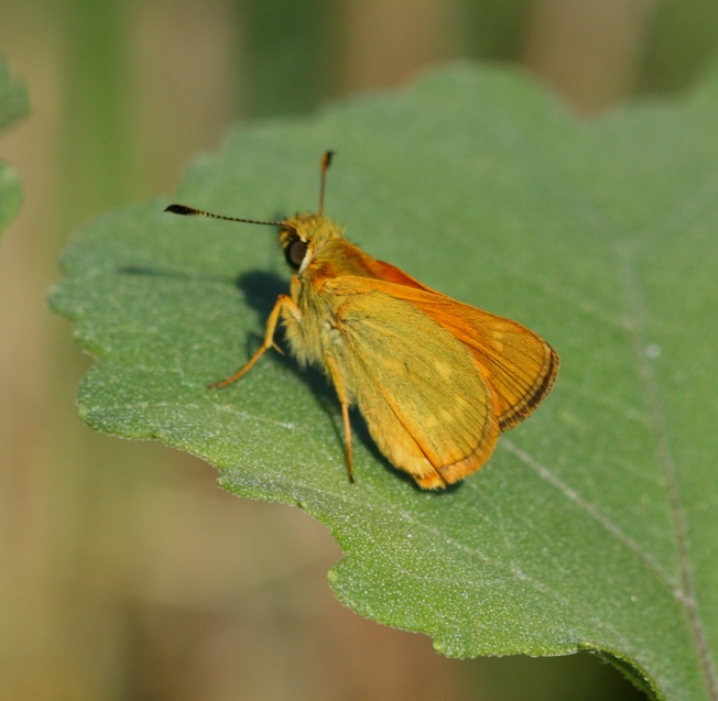 Thymelicus acteon? No, Ochlodes sylvanus